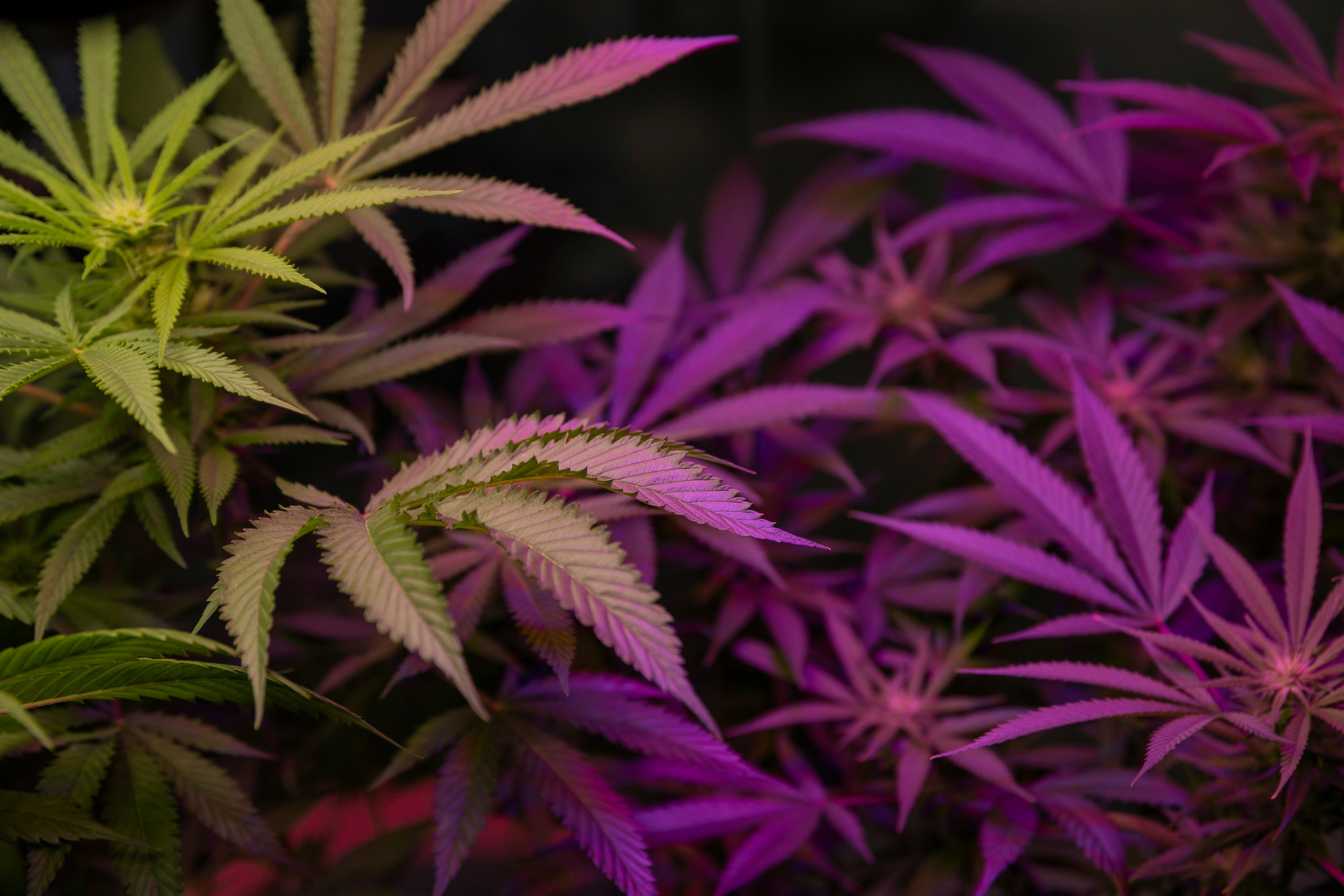 What Are Gateway Drugs?